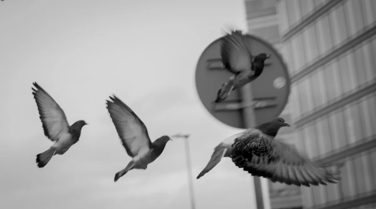 Pigeons flying past a round street sign